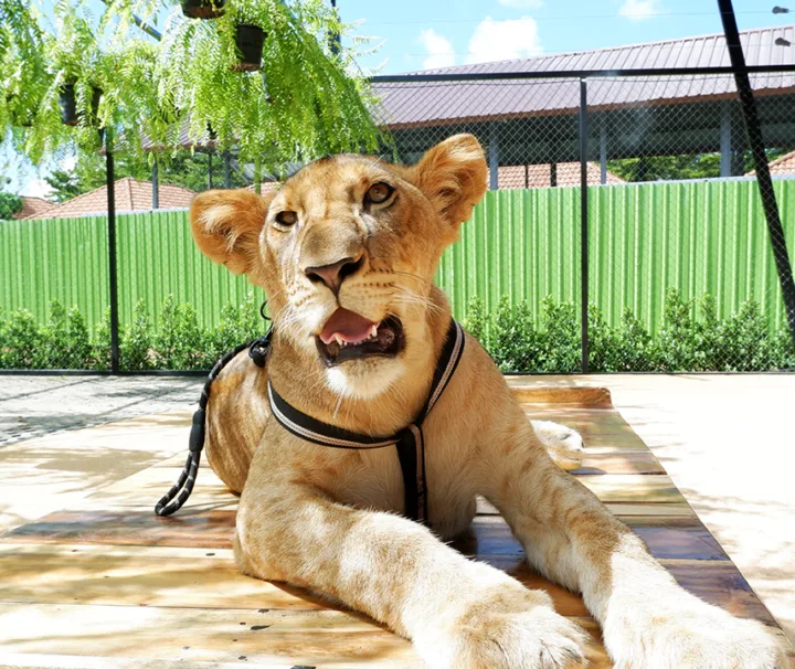 บัตรเข้าชมสวนสิงโต-ภูเก็ต-Lion-Land-Phuket-Park