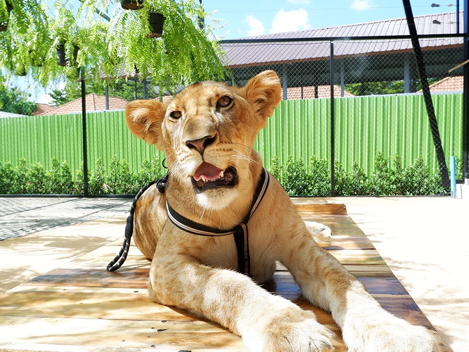 บัตรเข้าชมสวนสิงโต-ภูเก็ต-Lion-Land-Phuket-Park