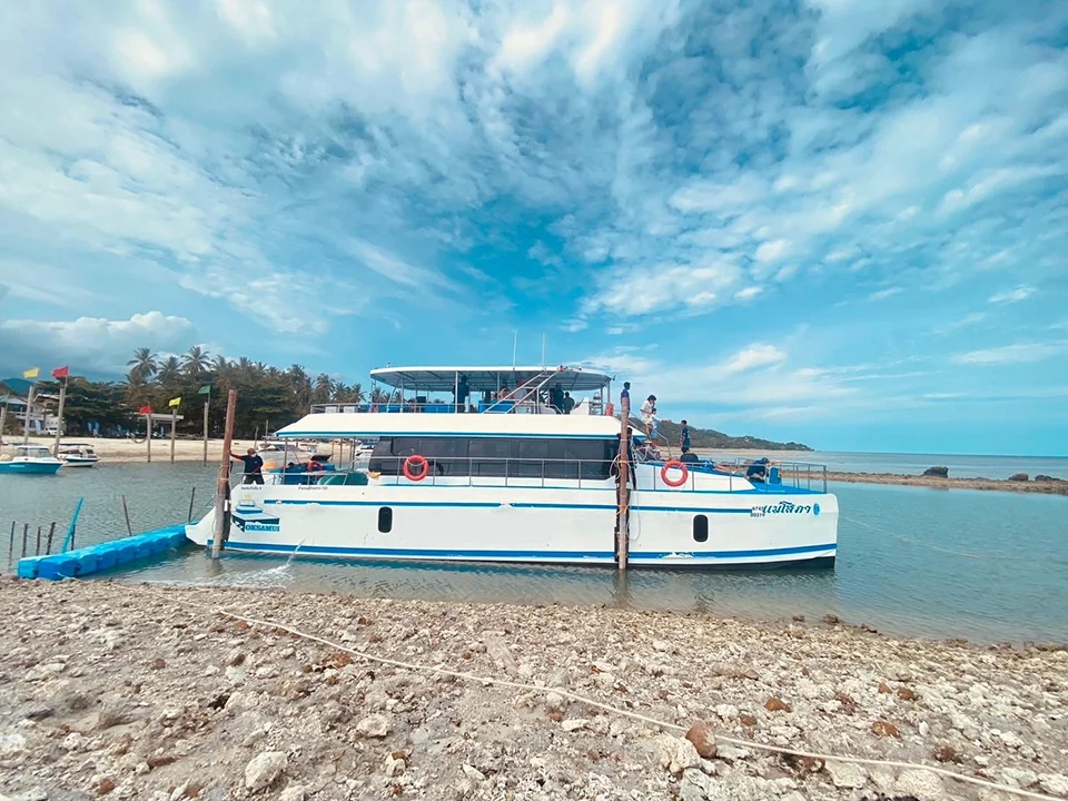 สมุย-ทัวร์ชมโลมา-เกาะหมู-ดำน้ำตื้น-เกาะแตน-โดยเรือ-Catamaran-3