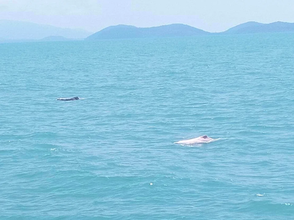 สมุย-ทัวร์ชมโลมา-เกาะหมู-ดำน้ำตื้น-เกาะแตน-โดยเรือ-Catamaran-6