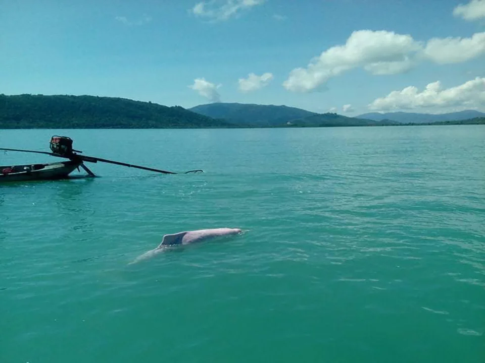 สมุย-ทัวร์ชมโลมา-เกาะหมู-ดำน้ำตื้น-เกาะแตน-โดยเรือ-Catamaran-7
