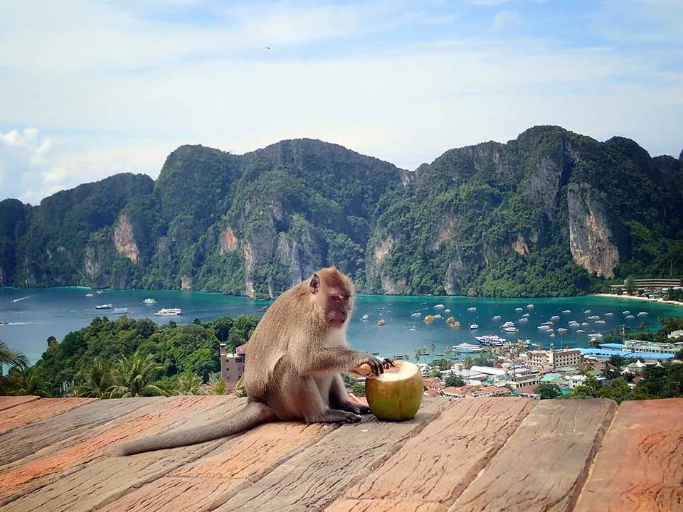 ทัวร์พรีเมี่ยม-Early-Bird-เกาะพีพี-อ่าวมาหยา-เกาะไผ่-เรือเร็ว-Speedboat-7